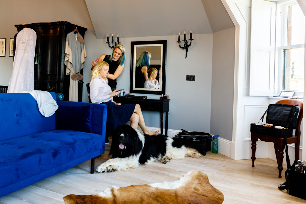 black and white dog laying by a blue velvet couch